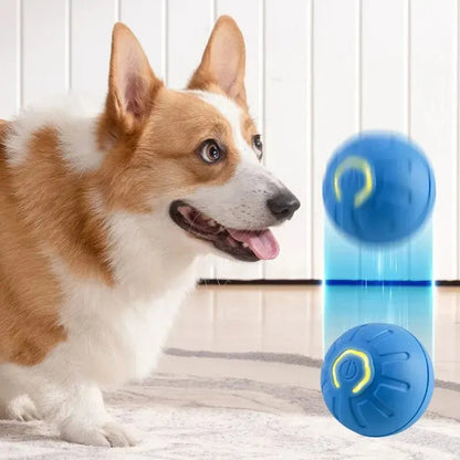 Perro Corgi jugando con bola interactiva azul para mascotas