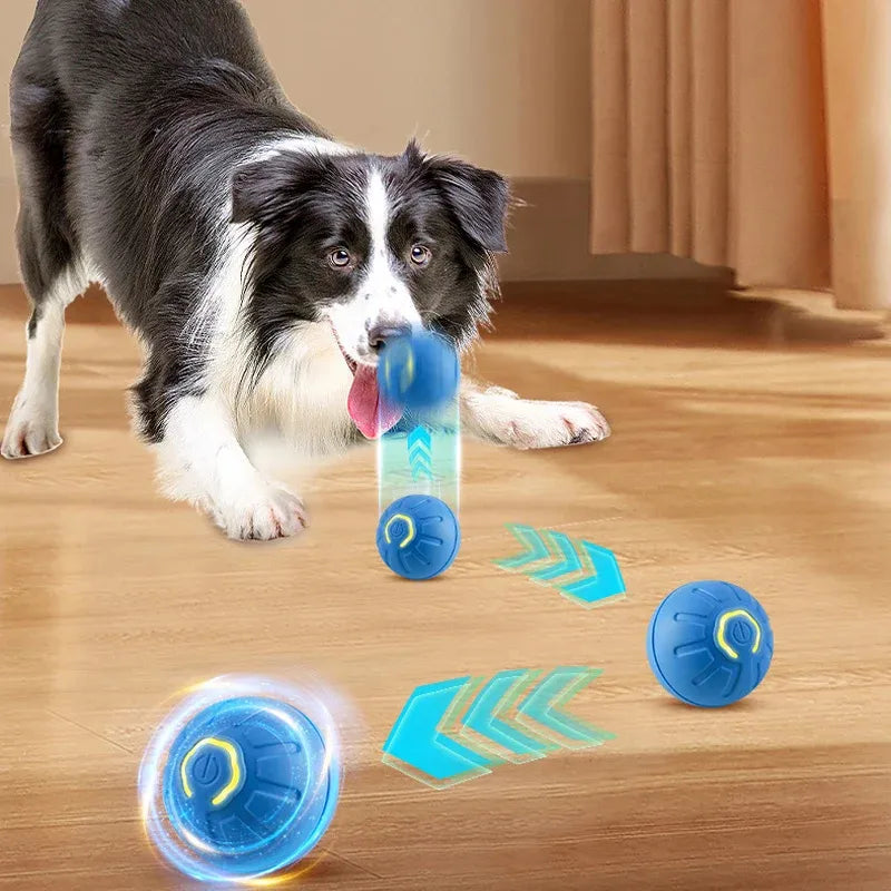 Perro Border Collie jugando con pelotas interactivas azules en suelo de madera