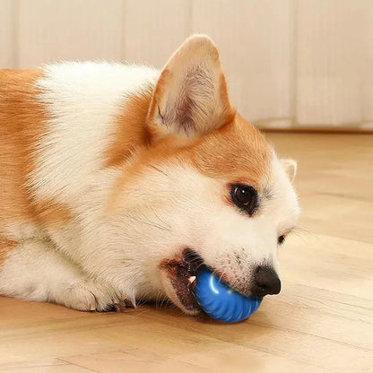 Corgi jugando con juguete azul para masticar en suelo de madera
