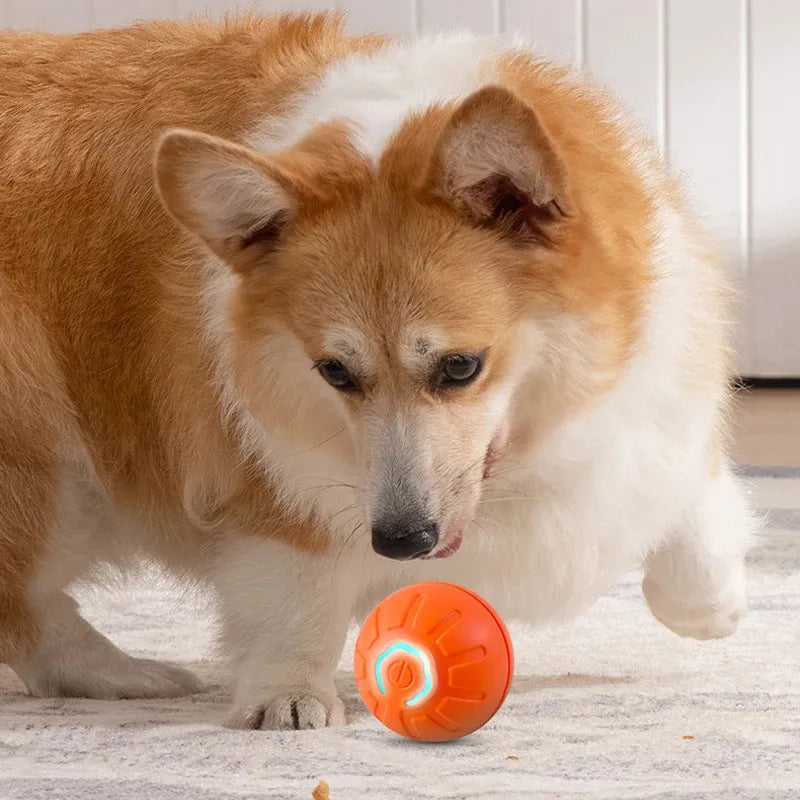 Perro jugando con bola interactiva naranja con luz LED para estimulación mental y ejercicio