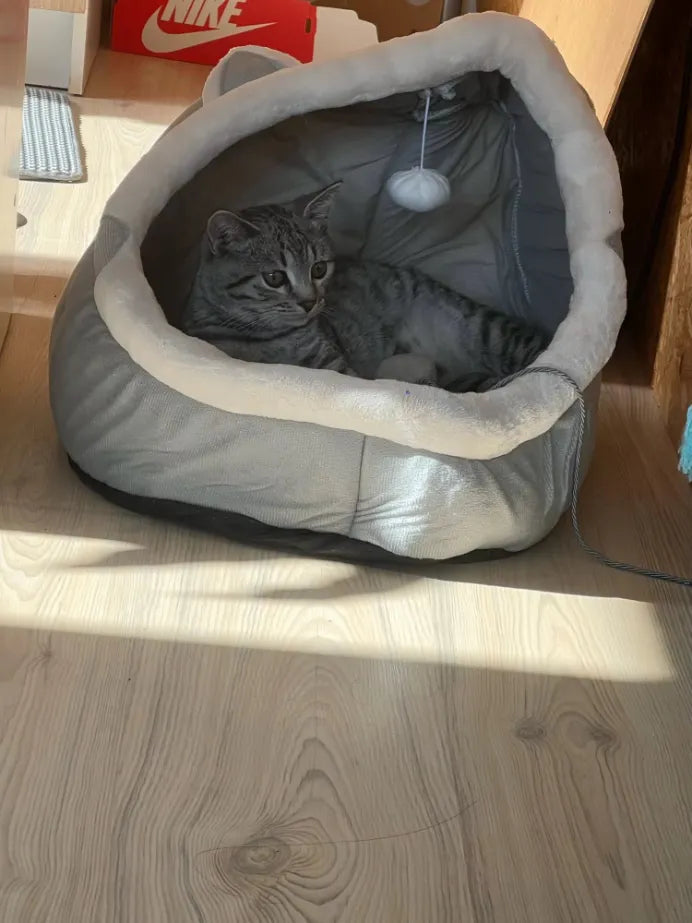 Gato en cama acolchada con juguete colgante, ideal para mascotas cómodas y felices en casa