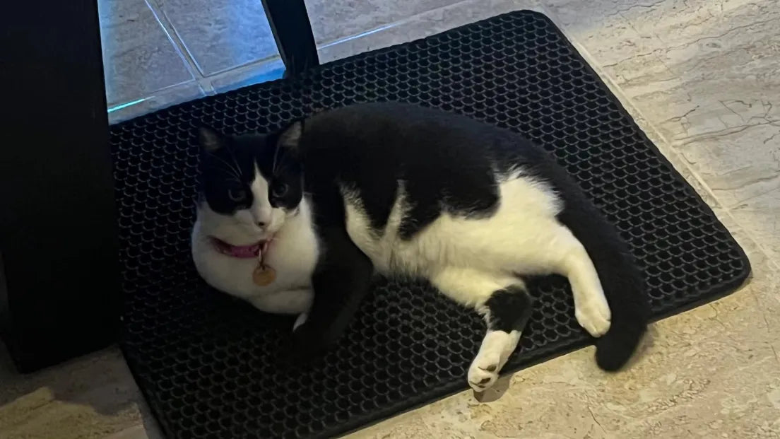 Gato negro y blanco descansando en alfombra antideslizante para mascotas en suelo de baldosas