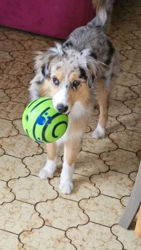 Perro con pelota verde juguetona en piso de baldosas