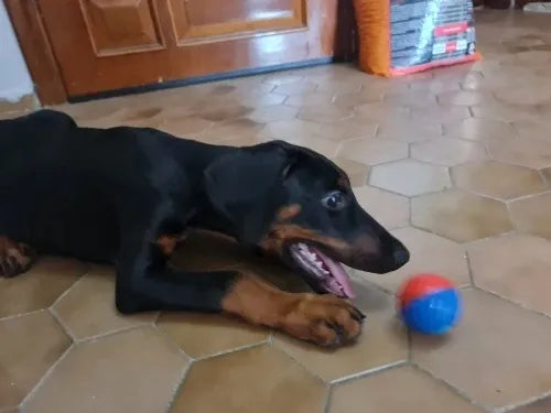 Perro jugando con pelota colorida en suelo de baldosas, diversión y bienestar para mascotas