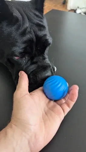 Perro negro jugando con pelota azul de juguete para mascotas