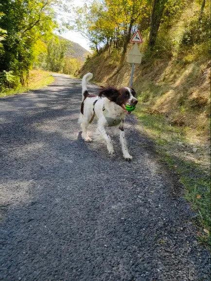 Perro con arnés caminando en sendero rural con pelota verde, ideal para paseos y ejercicio al aire libre