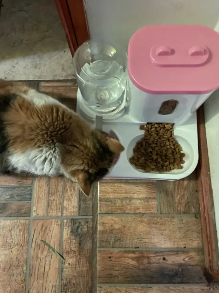 Gato comiendo alimento seco de comedero automático con dispensador de agua