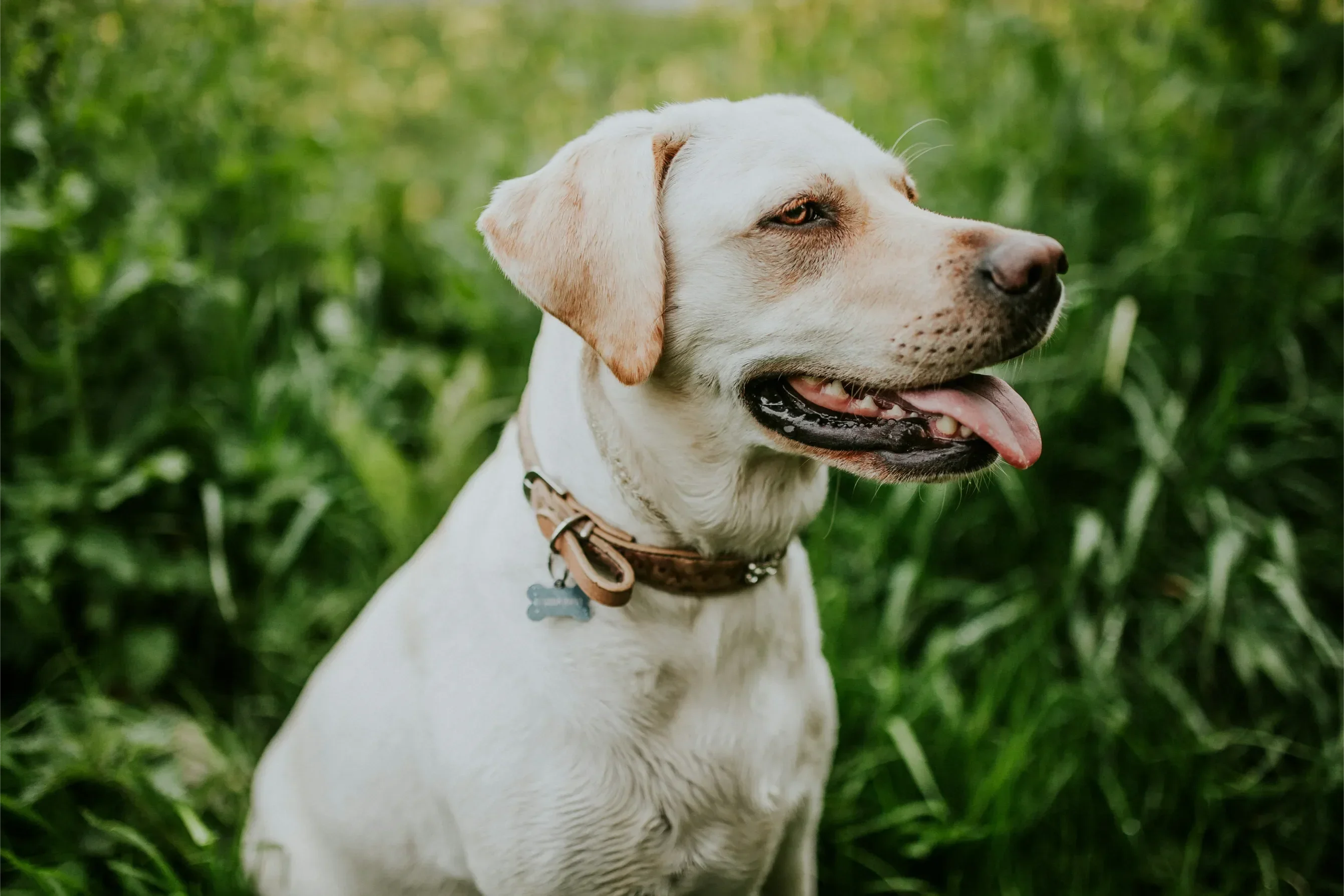 Perro Labrador blanco con collar de cuero en césped verde, feliz y juguetón