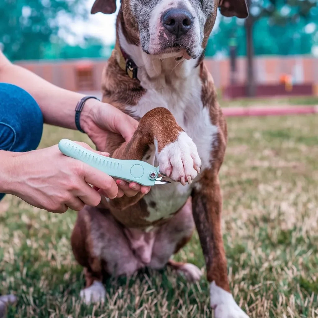 Cortauñas para perros en uso, cuidado de mascotas al aire libre
